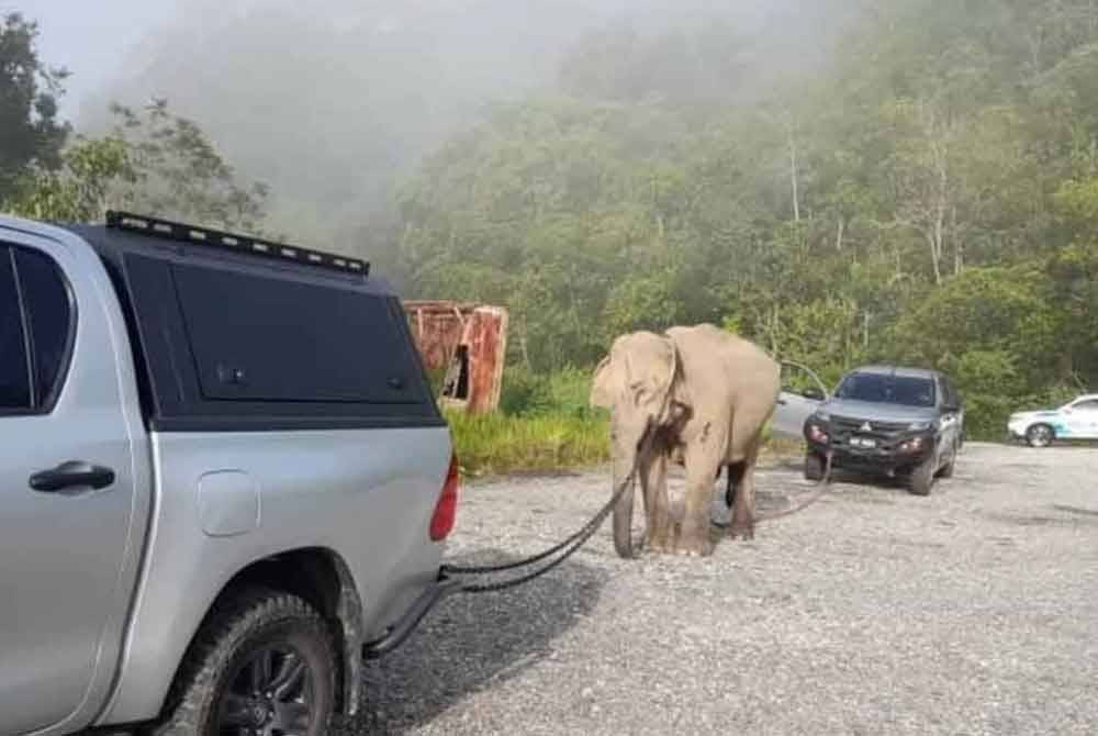 Gajah Ibu Kembali Ke Lokasi Anaknya Yang Mati