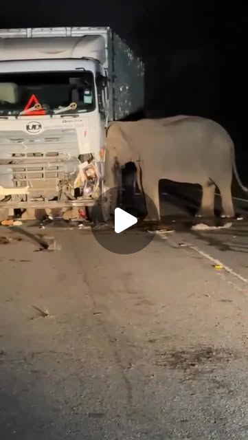 Ibu Gajah Berduka, Tunggu Anaknya Yang Mati Tertabrak