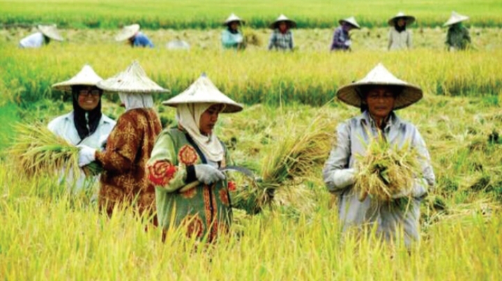 Pinjaman Pemerintah Aman: Solusi Terbaik Petani