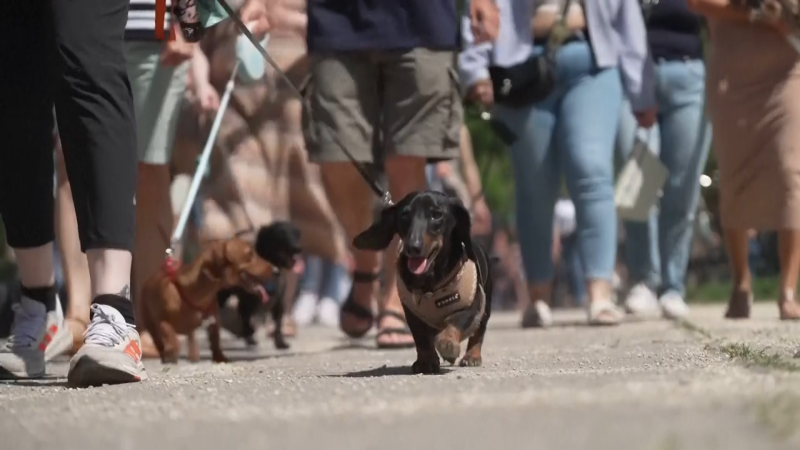 Rekor Dunia: Ratusan Dachshund Di Hungaria