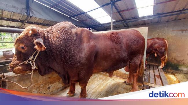 Sapi Kurban Prabowo: Penampakan Di Berbagai Daerah