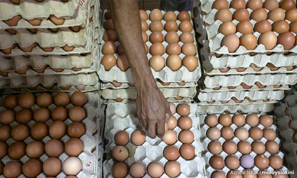 Subsidi Telur Berakhir 1 Agustus: Apa Dampaknya?